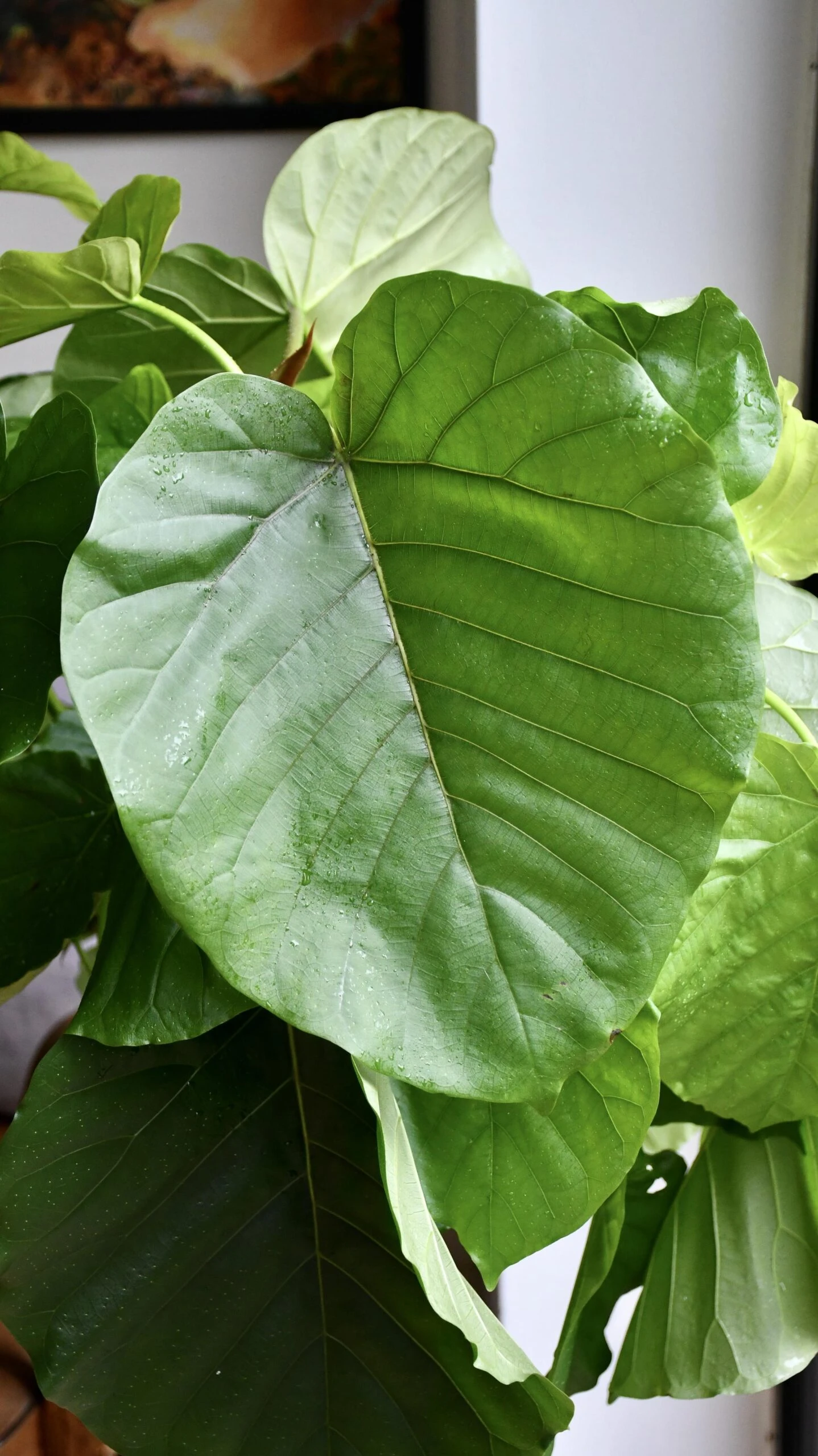 Ficus Umbellata (Tree Form) 2 Ficus Umbellata (Tree Form) - Image 2