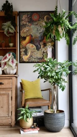 The Umbrella Tree Or Schefflera Plant -Plant Sale Store 98bb8d 209677162ab1454aabd9c382f2a49095 mv2