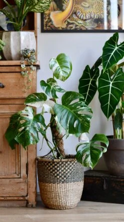 Variegated Monstera Deliciosa - Large 7 Variegated Monstera Deliciosa - Large -Plant Sale Store 98bb8d 20dcf2e61cfe4828994f4b8ab619d688 mv2