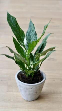 Variegated Spathiphyllum Diamond -Plant Sale Store 98bb8d 21bb739b8e2144628032d3f0e5ea7eba mv2
