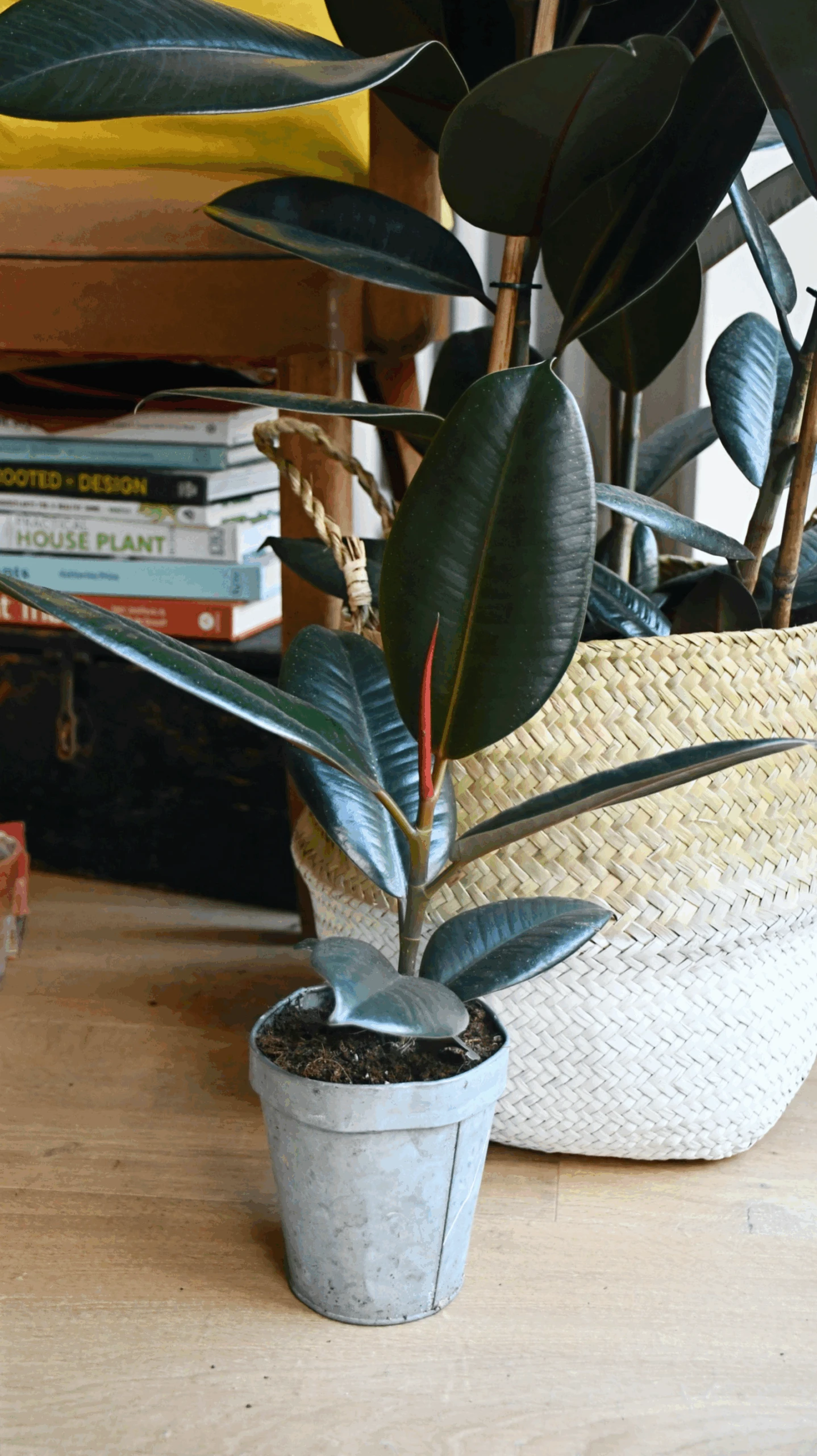 Ficus Robusta 1 Ficus Robusta