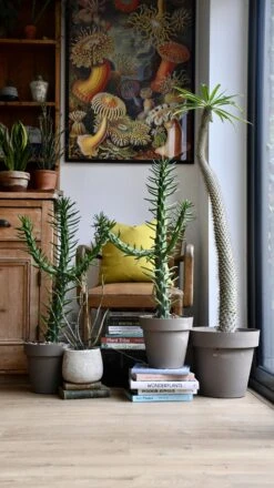 Opuntia Subulata *very Rare* -Plant Sale Store 98bb8d 23cb167886d946cd989a1d81b5d63bdf mv2