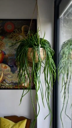 Selenicereus Wercklei