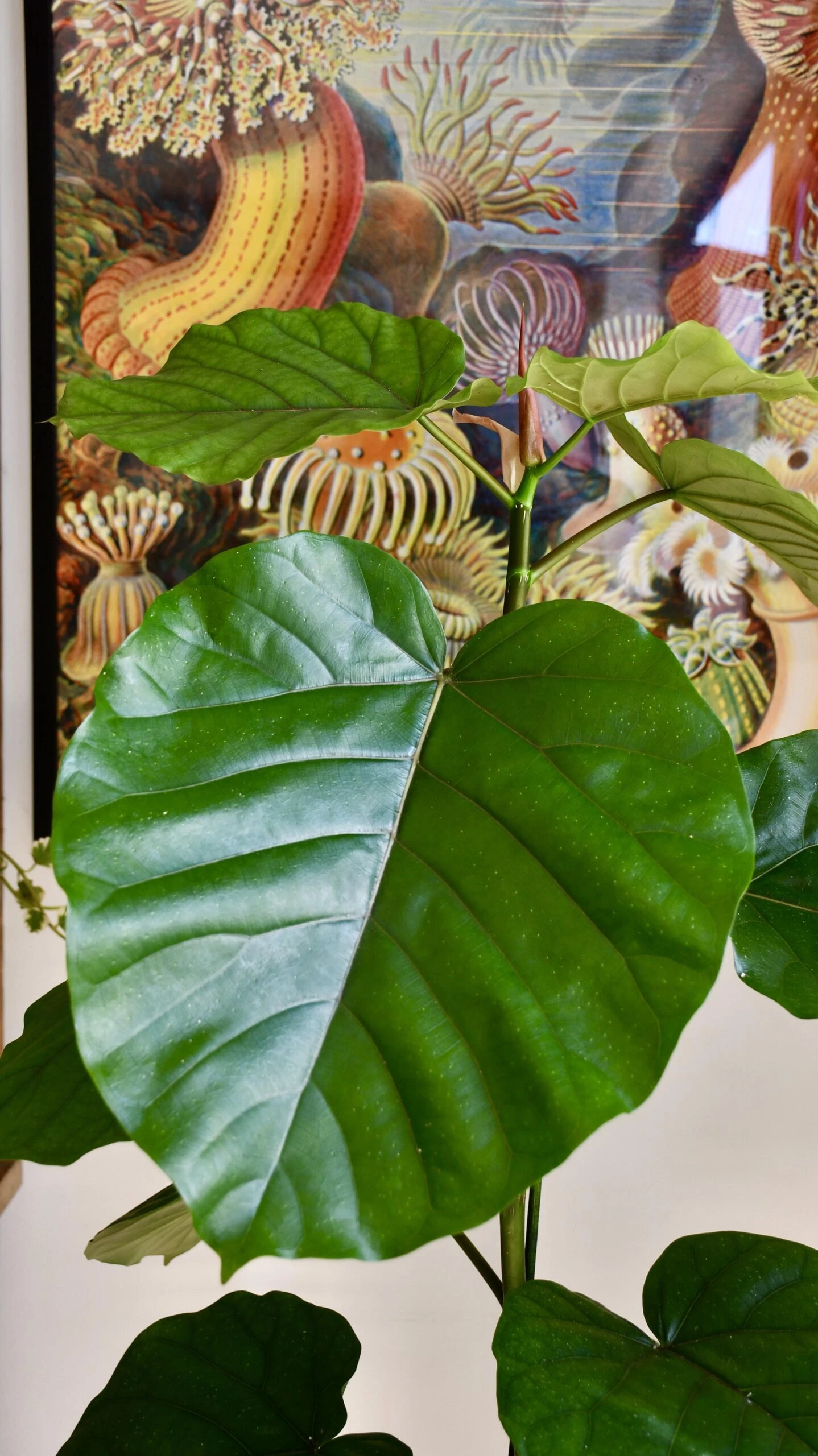 Ficus Umbellata 2 Ficus Umbellata - Image 2