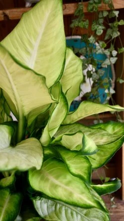 Dieffenbachia Summer (Dumb Cane Or Leopard Lily) 7 Dieffenbachia Summer (Dumb Cane Or Leopard Lily) -Plant Sale Store 98bb8d 246836d93ad84ec8b557248e9ec2bd0f mv2 37600a8e ea40 4384 b3ab 2215e3b10d83