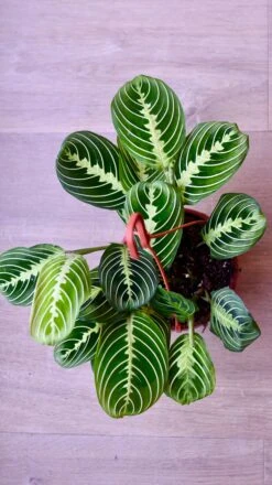 Large Maranta Leuconeura -Plant Sale Store 98bb8d 24d7b15ec76449e1b52527073521a473 mv2