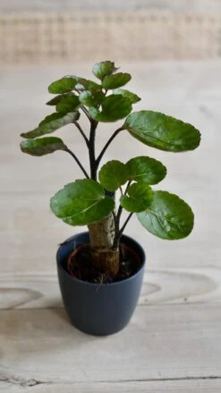 Baby Polyscias Fabian - Aralia Fabian -Plant Sale Store 98bb8d 258a27b096cf4b6c86ee50098ff36923 mv2