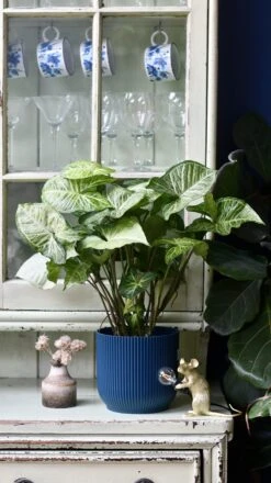 Syngonium White Butterfly And Vibes Pot -Plant Sale Store 98bb8d 25d41f2e1ff443d3af09c31884223b47 mv2