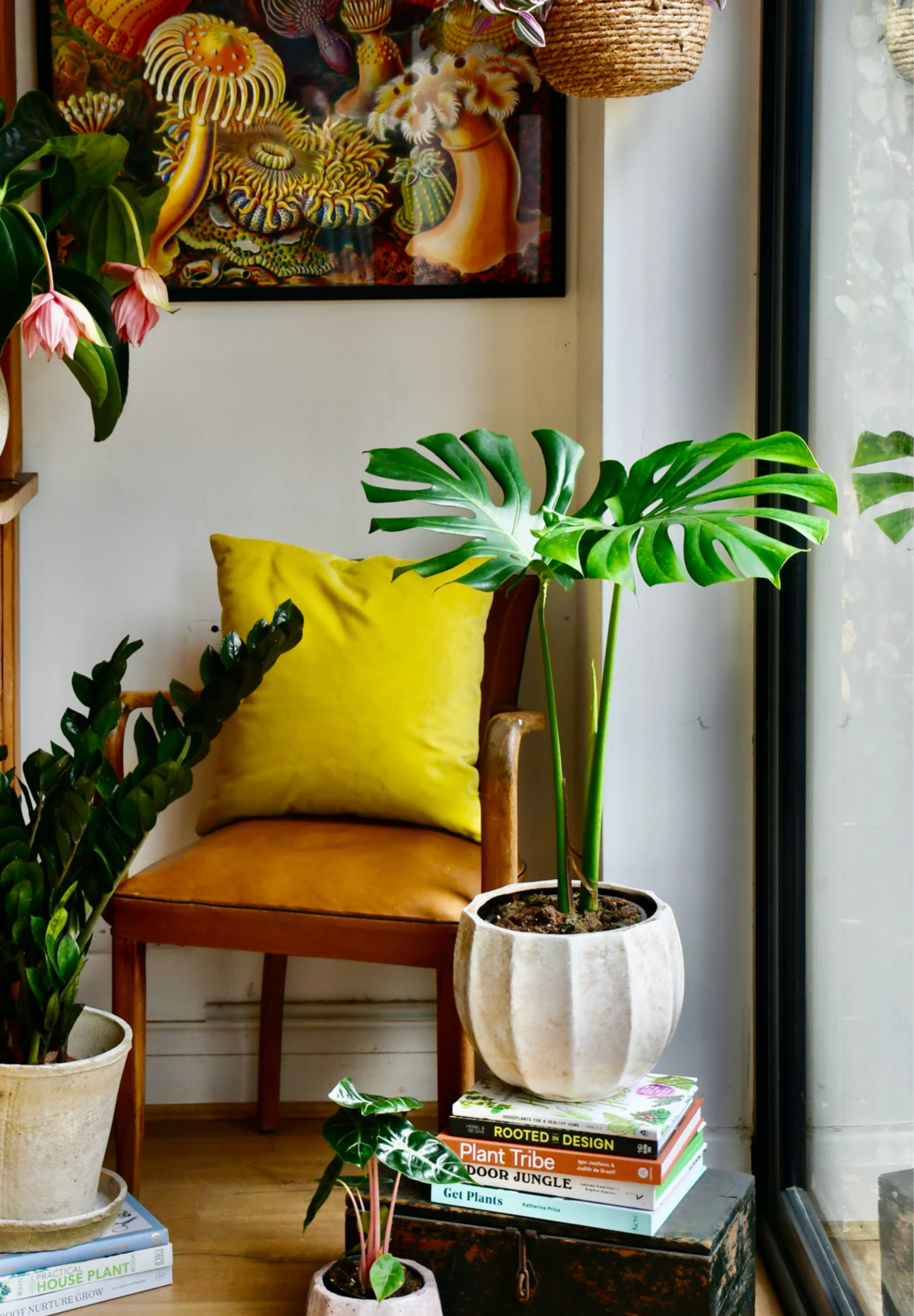 Small Monstera Deliciosa {Large Leaved Elegant Stem Form} 1 Small Monstera Deliciosa {Large Leaved Elegant Stem Form}