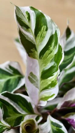 Calathea White Fusion 11 Calathea White Fusion -Plant Sale Store 98bb8d 2611b3e8927e4719ba2bfa4d257a654b mv2
