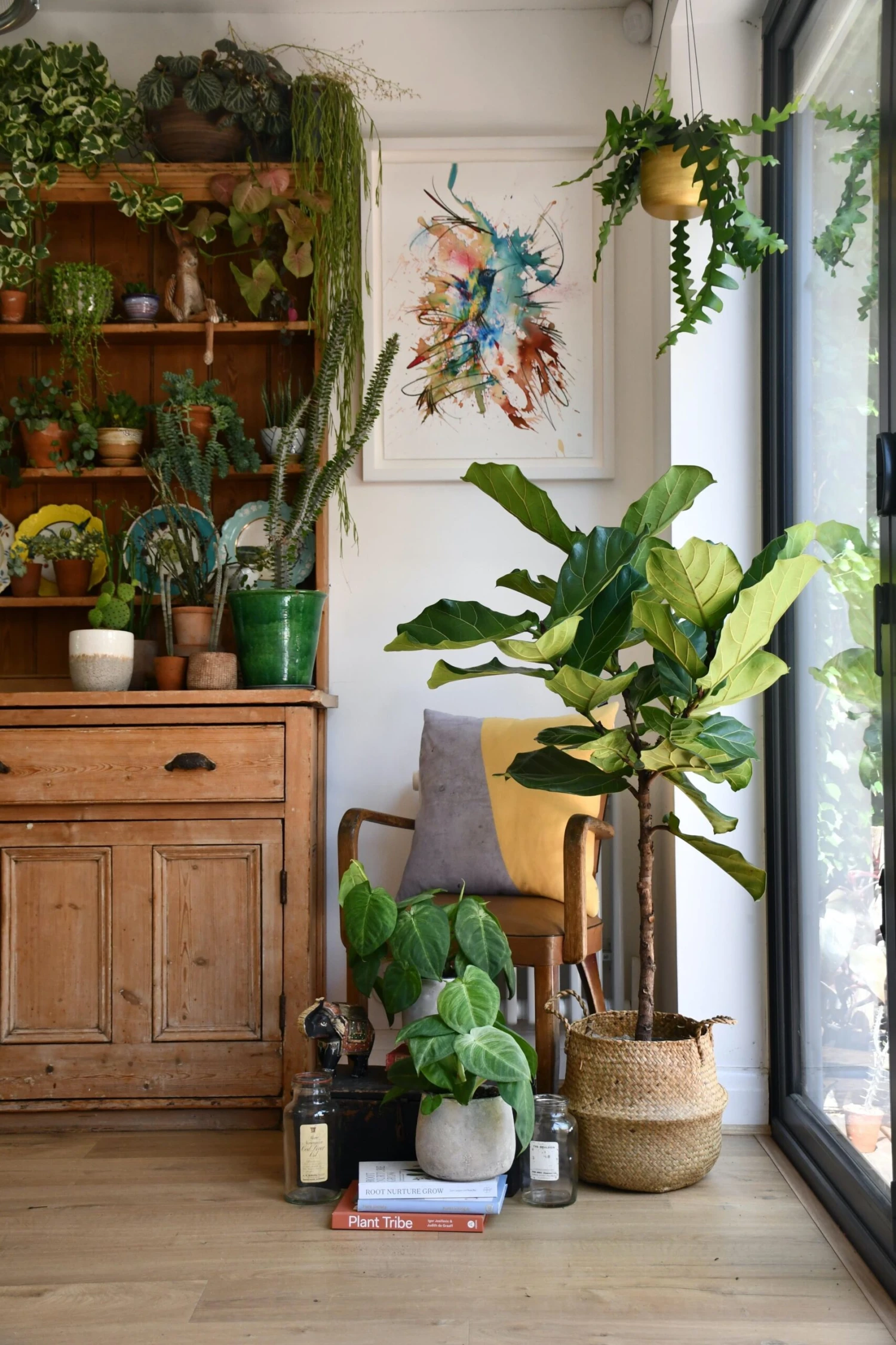 Ficus Lyrata Tree (Fiddle Fig Tree) 1 Ficus Lyrata Tree (Fiddle Fig Tree)