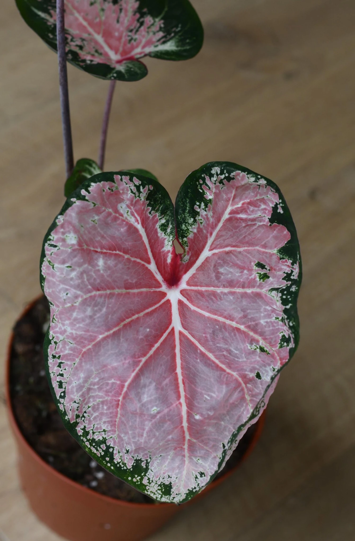 Caladium 13cm Pot 2 Caladium 13cm Pot - Image 2
