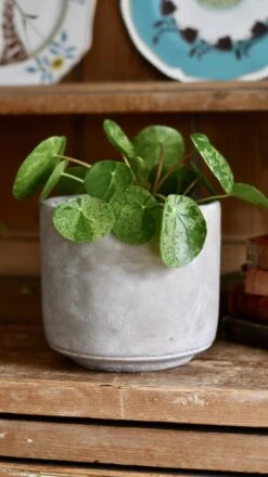 Pilea Mojito - Variegated Pilea Peperomioides *very Rare* -Plant Sale Store 98bb8d 2887c47470d147a2b78b10ee73fbdb0d mv2