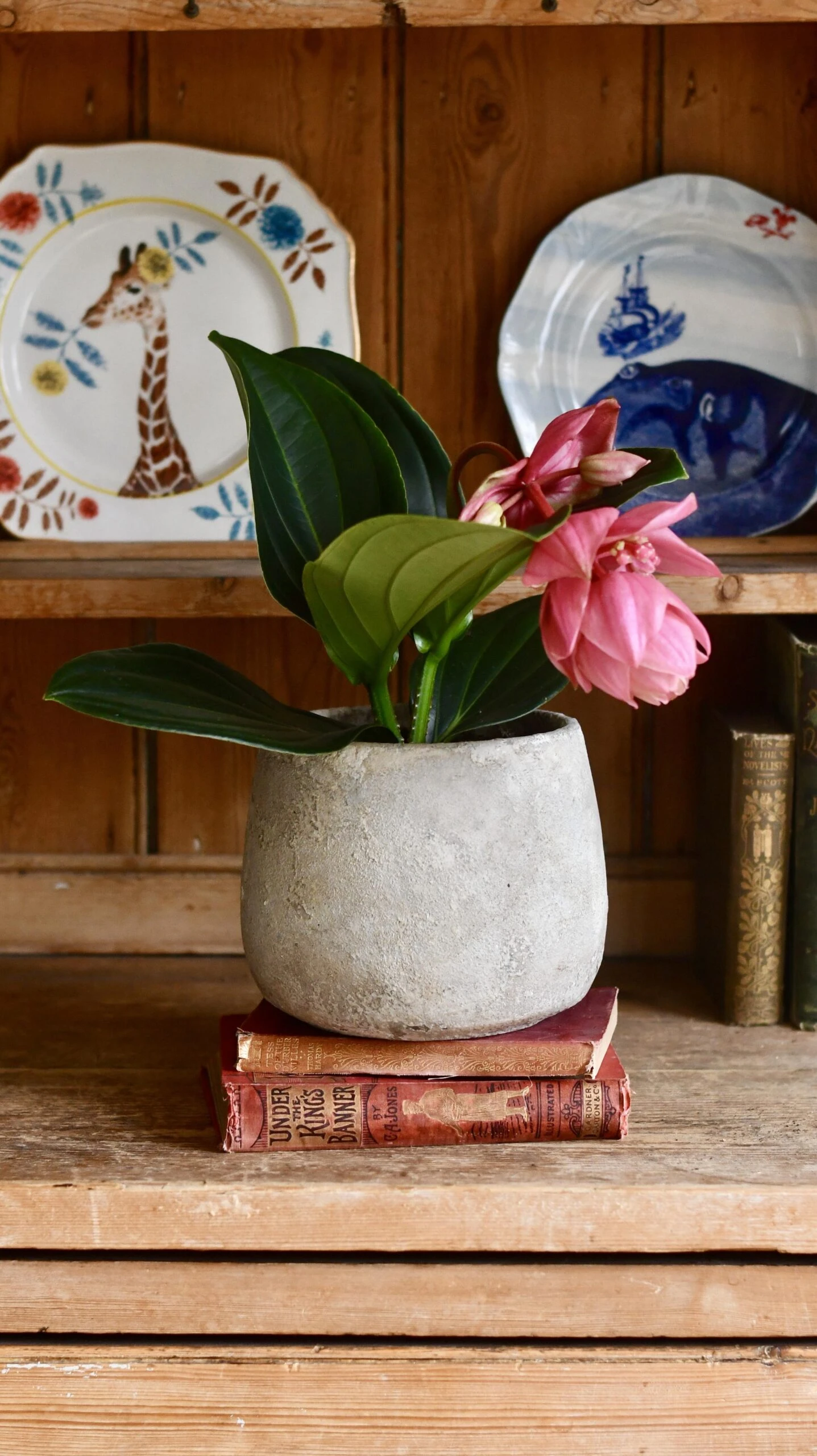 Philippine Orchid: Medinilla Magnifica - Exquisite Rose Grape Plant With Showy Pink Lanterns - Malaysian Orchid Variety 3 Philippine Orchid: Medinilla Magnifica - Exquisite Rose Grape Plant With Showy Pink Lanterns - Malaysian Orchid Variety - Image 3