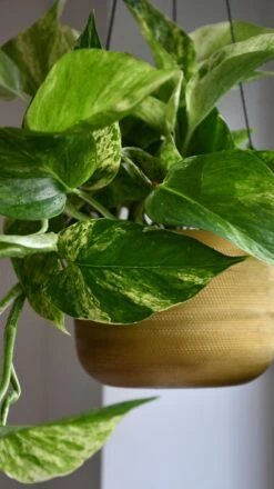 Scindapsus Marble Queen | Pothos | 30cm Hanging Pot Plant 10 Scindapsus Marble Queen | Pothos | 30cm Hanging Pot Plant -Plant Sale Store 98bb8d 28ce332e1dc44ec5bfecb2def04e3afc mv2