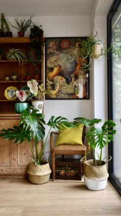 Medium Monstera Deliciosa (Elegant Stem Form) 15 Medium Monstera Deliciosa (Elegant Stem Form) -Plant Sale Store 98bb8d 2a500b48f5f34601884dcf7f4f2b0f6f mv2