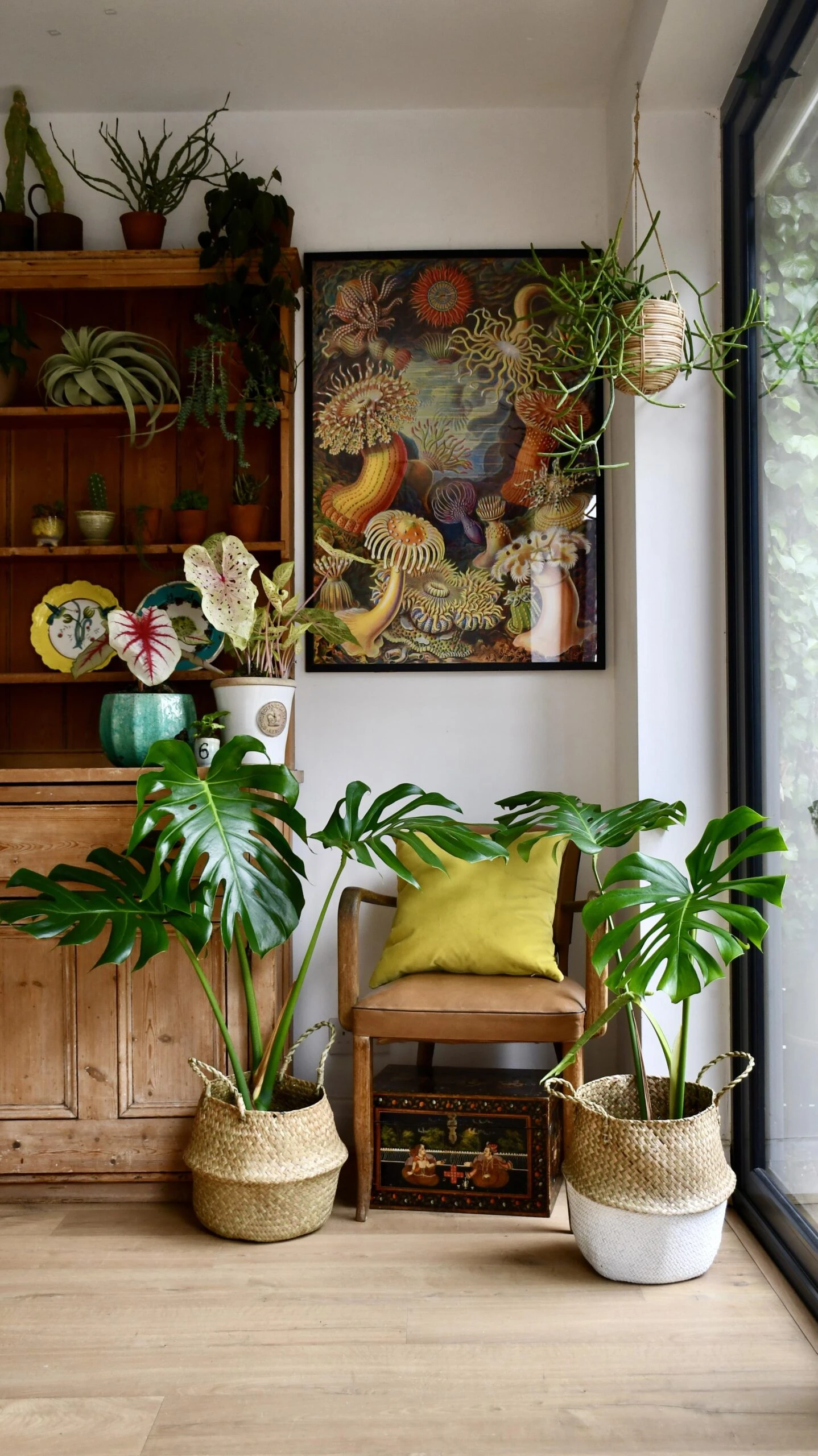 Medium Monstera Deliciosa (Elegant Stem Form) 4 Medium Monstera Deliciosa (Elegant Stem Form) - Image 4