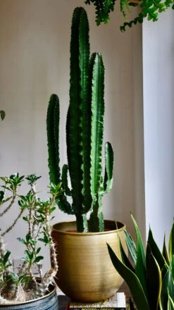 Tall Euphorbia Cactus -Plant Sale Store 98bb8d 2a7cb6e0b4af4930a1fe81972cf3edb7 mv2