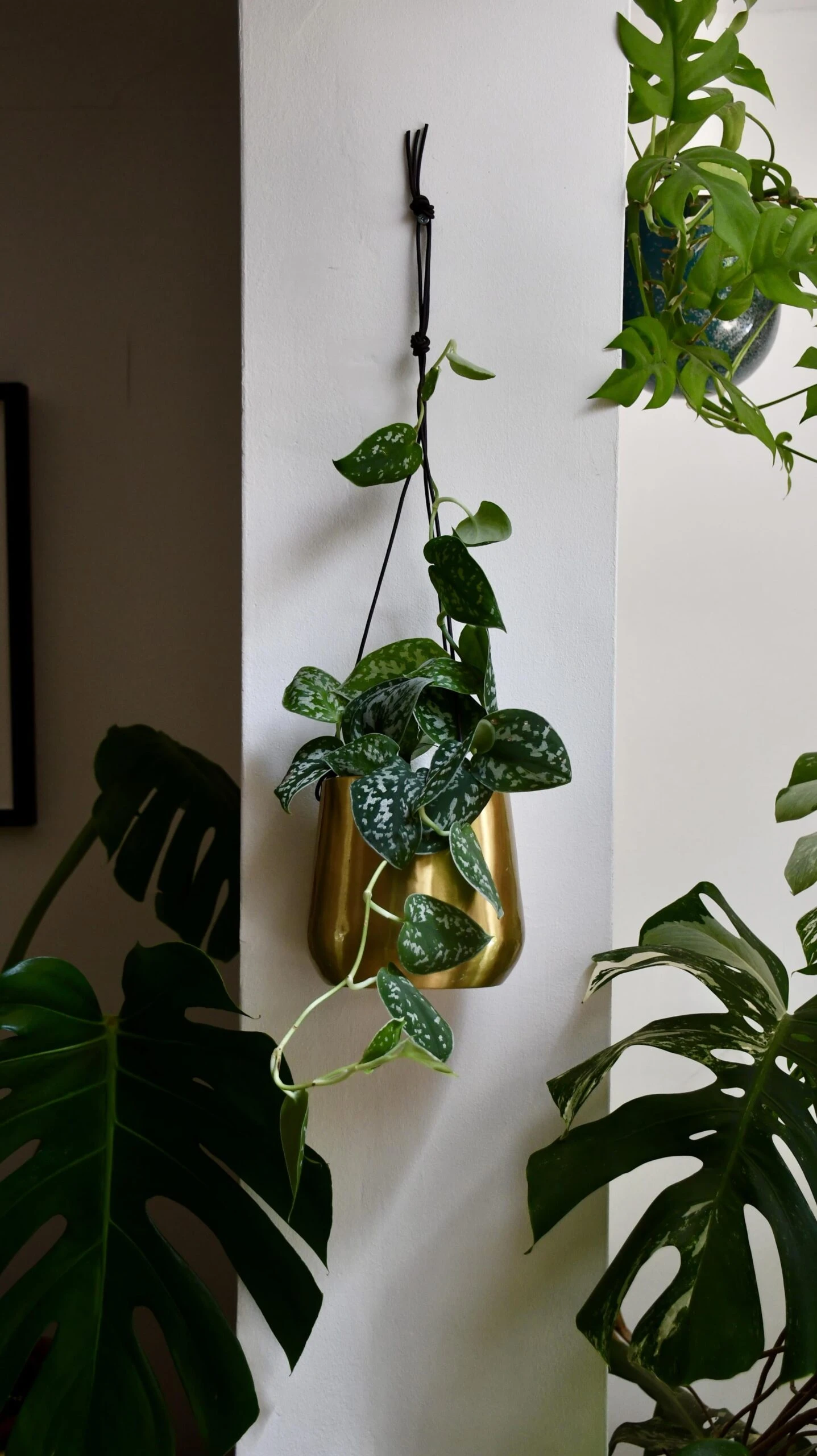 Scindapsus Pictus Argyraeus - Satin Pothos 1 Scindapsus Pictus Argyraeus - Satin Pothos