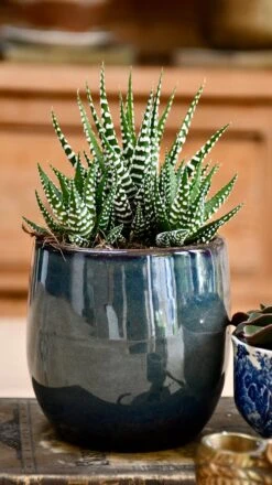 Haworthia Fasciata Big Band 5 Haworthia Fasciata Big Band -Plant Sale Store 98bb8d 2bed53dcf65a44bdba9ffd86bfd39571 mv2