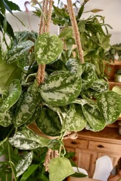 Scindapsus Pictus Trebie 16cm X 30cm -Plant Sale Store 98bb8d 2c075023048f47a0ad0ce1dba256edd6 mv2