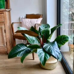 Philodendron Imperial Red -Plant Sale Store 98bb8d 2c17e1b0963348eda6dfa003a74093bb mv2