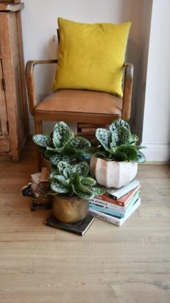 Streptocarpus Pretty Turtle 16 Streptocarpus Pretty Turtle -Plant Sale Store 98bb8d 2c4bdaa7f9a4473cb174a43cdfa5b18c mv2