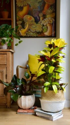 Codiaeum Variegatum 'Mrs Iceton’