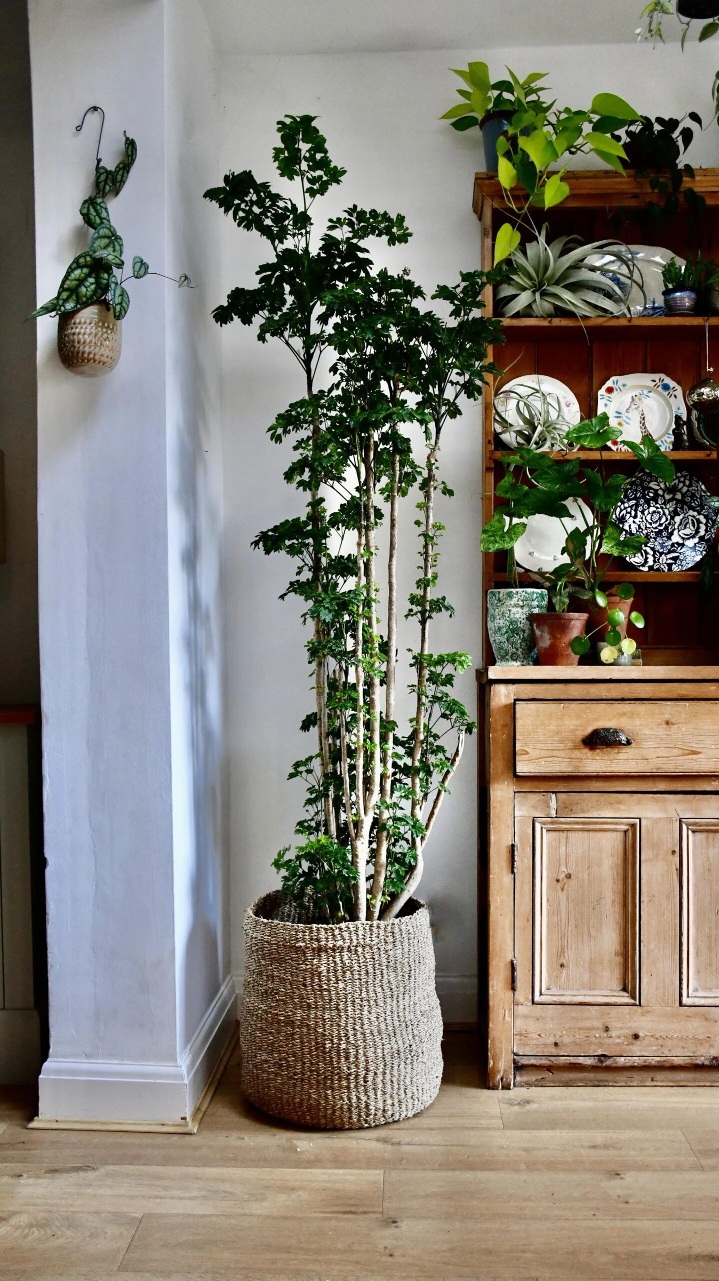 Polyscias Roble, Aralia Roble 1 Polyscias Roble, Aralia Roble