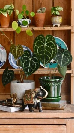 Anthurium Clarinervium (Giant Laceleaf Plant) 17 Anthurium Clarinervium (Giant Laceleaf Plant) -Plant Sale Store 98bb8d 3024e9dabe8643a79a80b020e2e549d3 mv2