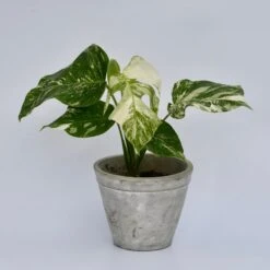 Variegated Monstera - Lots Of White Variegation 12cm X 40cm 14 Variegated Monstera - Lots Of White Variegation 12cm X 40cm -Plant Sale Store 98bb8d 3100847de9204221a5c19dbdbfe7d8ff mv2 4d2839a1 479e 4f36 b567 781984261a39