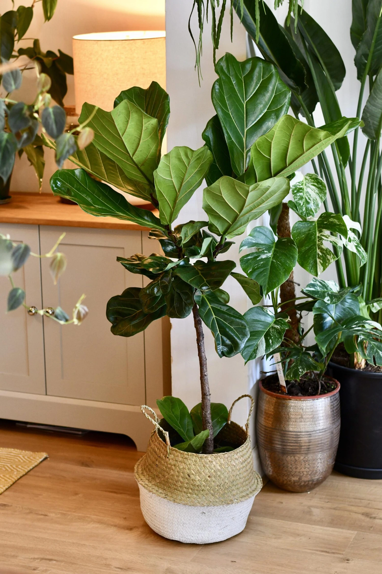 Ficus Lyrata Tree (Fiddle Fig Tree) 2 Ficus Lyrata Tree (Fiddle Fig Tree) - Image 2