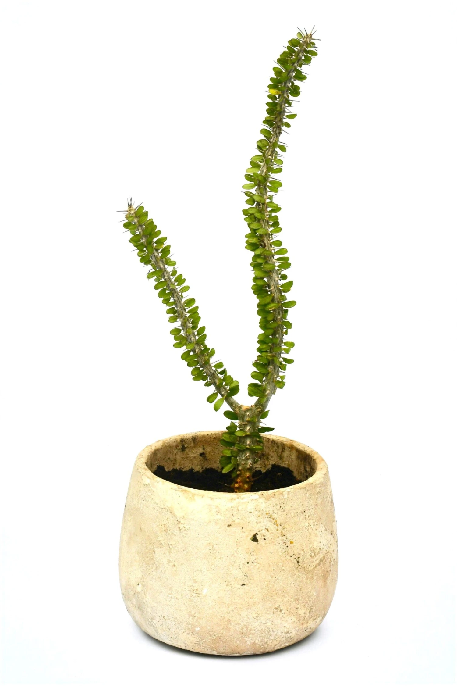 Alluaudia Procera 'Madagascar Ocotillo' 1 Alluaudia Procera 'Madagascar Ocotillo'