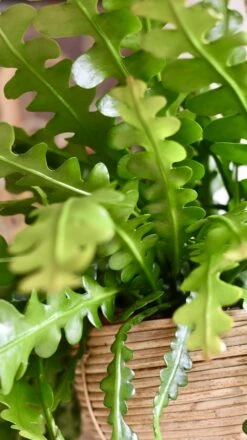 Large Epiphyllum Anguliger 7 Large Epiphyllum Anguliger -Plant Sale Store 98bb8d 3293f14310c742f580b4874e78d52d9d mv2