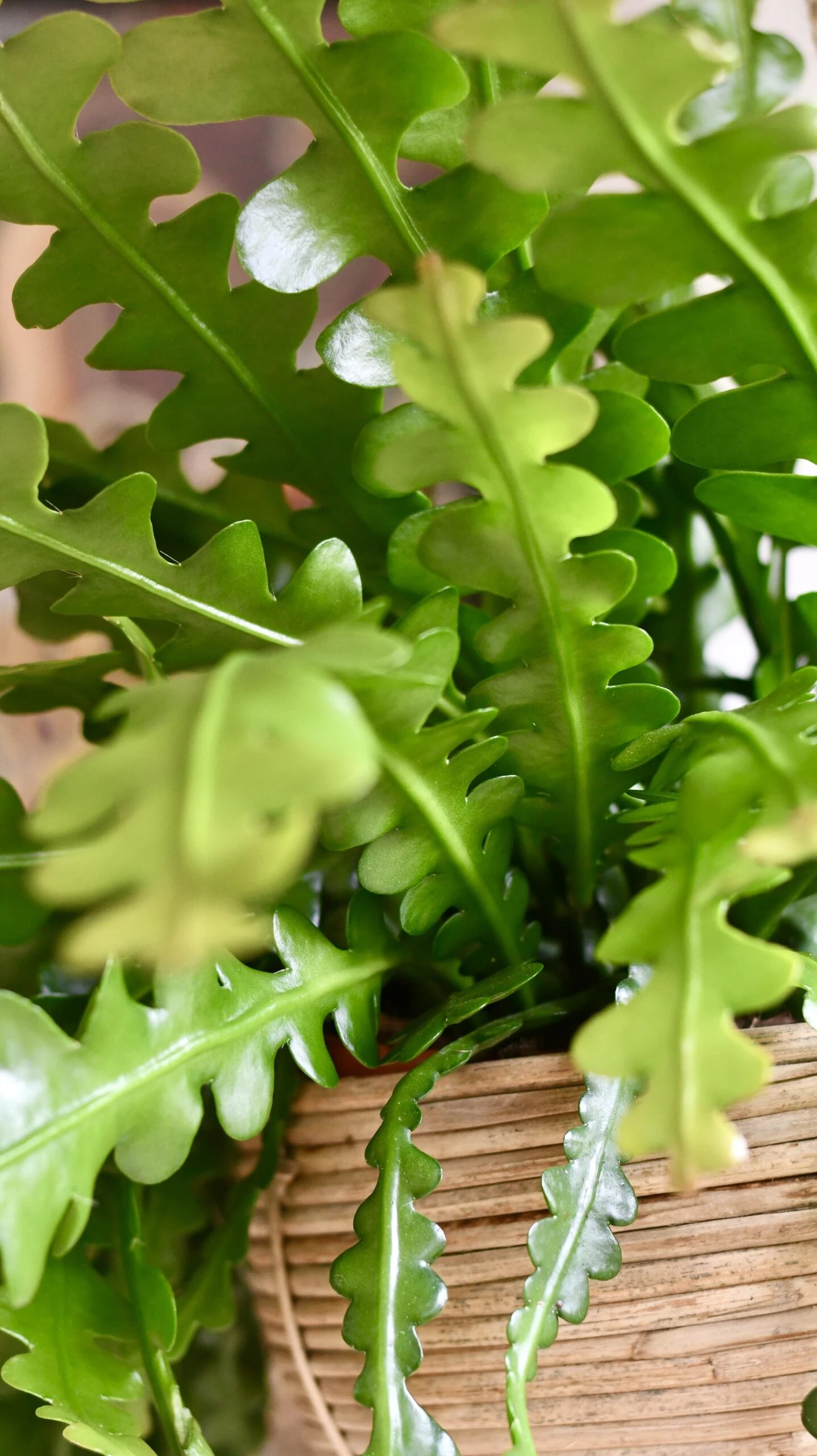 Large Epiphyllum Anguliger 4 Large Epiphyllum Anguliger - Image 4