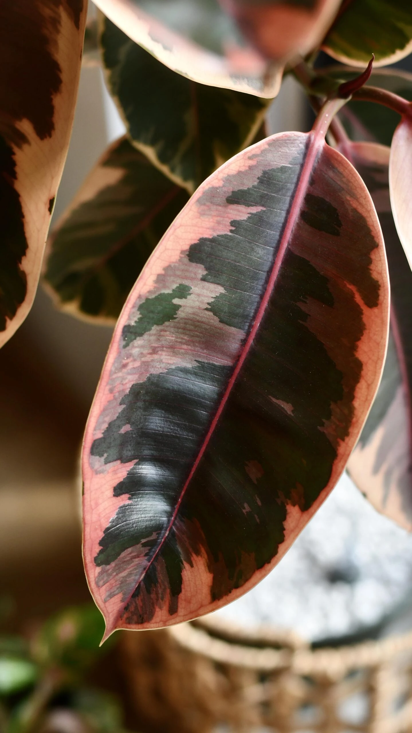 Ficus Pink Princess Tree 2 Ficus Pink Princess Tree - Image 2