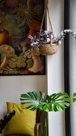 Small Monstera Deliciosa {Large Leaved Elegant Stem Form} 6 Small Monstera Deliciosa {Large Leaved Elegant Stem Form} -Plant Sale Store 98bb8d 334c5bc7740c41c1a7c348e18ee67725 mv2