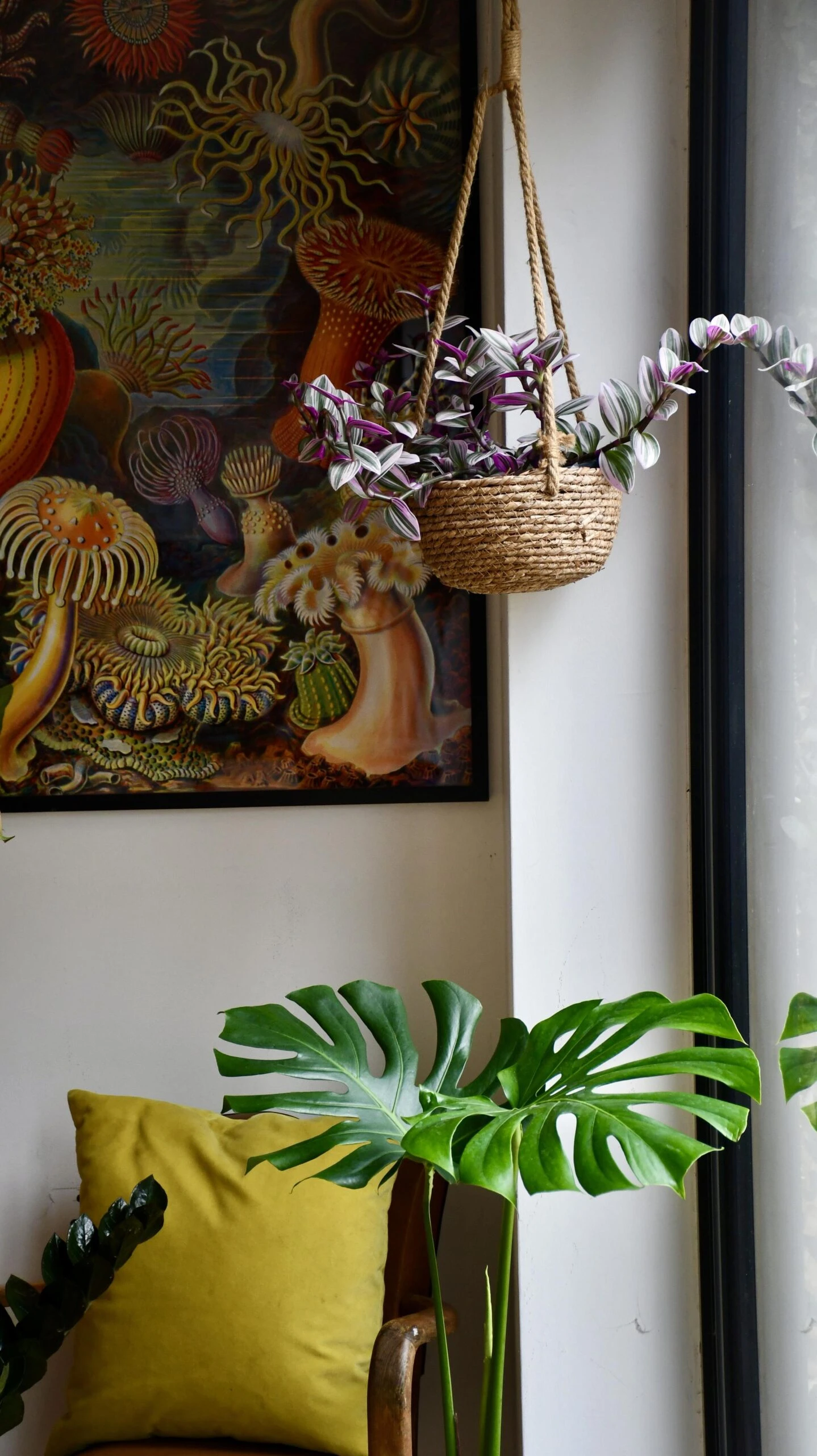 Small Monstera Deliciosa {Large Leaved Elegant Stem Form} 3 Small Monstera Deliciosa {Large Leaved Elegant Stem Form} - Image 3