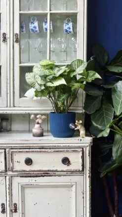 Syngonium White Butterfly And Vibes Pot -Plant Sale Store 98bb8d 3362f51c672842379264099706d4cfbe mv2