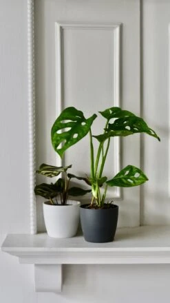 Baby Monstera Adansonii & Pot | Monkey Mask | Mini Swiss Cheese Plant -Plant Sale Store 98bb8d 33e2762d610d457f830aab09cfd49294 mv2