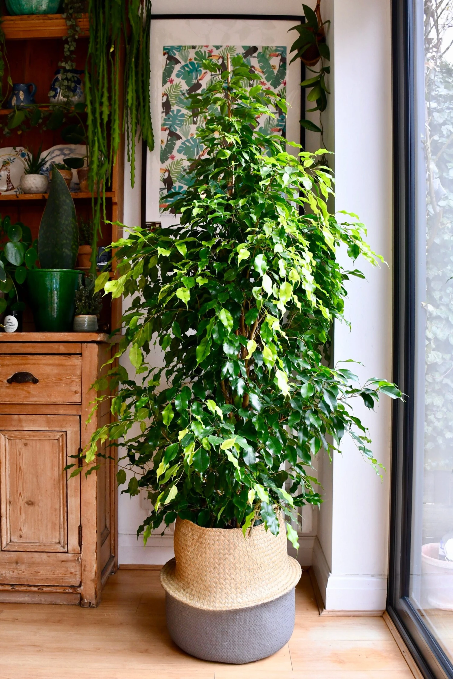 Indoor Weeping Fig Tree | Ficus Benjamina | Ficus Benjamina Weeping Fig Tree 1 Indoor Weeping Fig Tree | Ficus Benjamina | Ficus Benjamina Weeping Fig Tree