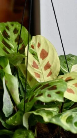 Variegated Maranta Leuconeura Kercho *rare* -Plant Sale Store 98bb8d 3491b4af5d2f4b87977b9305865421f2 mv2