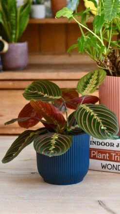 Maranta Fascinator & Vibes Pot 10 Maranta Fascinator & Vibes Pot -Plant Sale Store 98bb8d 34f88cb35de045e0a75a6f9203ac7d90 mv2