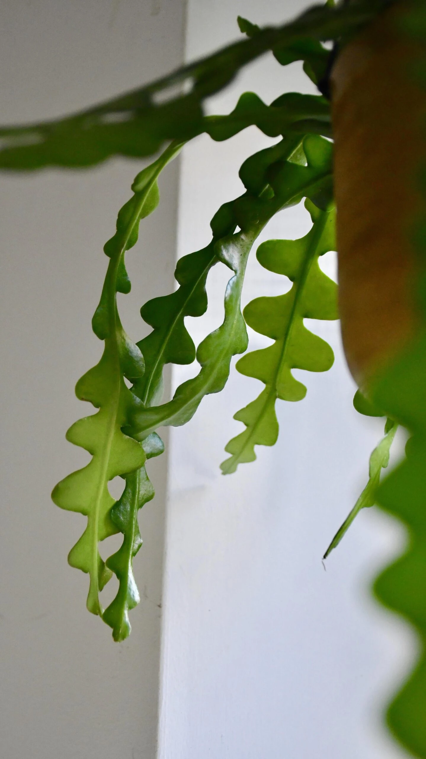 Epiphyllum Anguliger (Fishbone Cactus, Ric Rac Cactus) 3 Epiphyllum Anguliger (Fishbone Cactus, Ric Rac Cactus) - Image 3