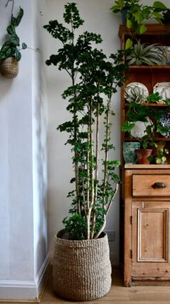 Polyscias Roble, Aralia Roble 11 Polyscias Roble, Aralia Roble -Plant Sale Store 98bb8d 35af940b6e8e46bb98100fbc3337bf9b mv2