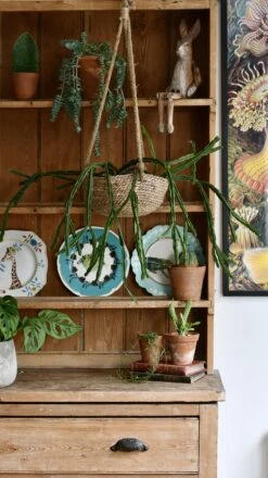 Rhipsalis Pentaptera *rare* -Plant Sale Store 98bb8d 3609f86f2e6e4cbba2520233d8af8002 mv2