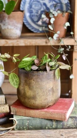 Dischidia Ovata (Watermelon Dischidia) -Plant Sale Store 98bb8d 36739ea608994beaa0457a838177c4d6 mv2