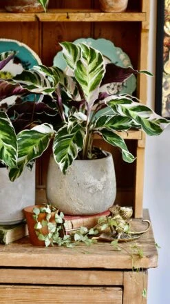 Calathea White Fusion 10 Calathea White Fusion -Plant Sale Store 98bb8d 3717406db9aa48c59e39e228f66c6a7a mv2