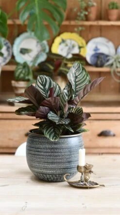 Calathea Sanderiana - Pinstripe - Prayer Plant -Plant Sale Store 98bb8d 378cb26320cc4c7d802e056b0e1270ef mv2 83ee43e2 1242 4694 b66f 4d840e321215