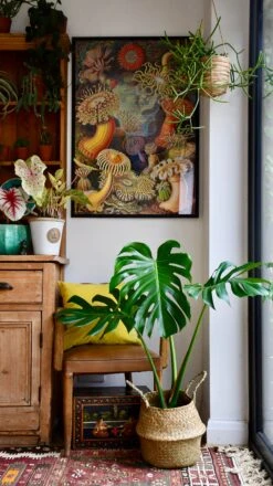 Medium Monstera Deliciosa (Elegant Stem Form) 23 Medium Monstera Deliciosa (Elegant Stem Form) -Plant Sale Store 98bb8d 37d32896282f4f13a8385079cf5c8e74 mv2